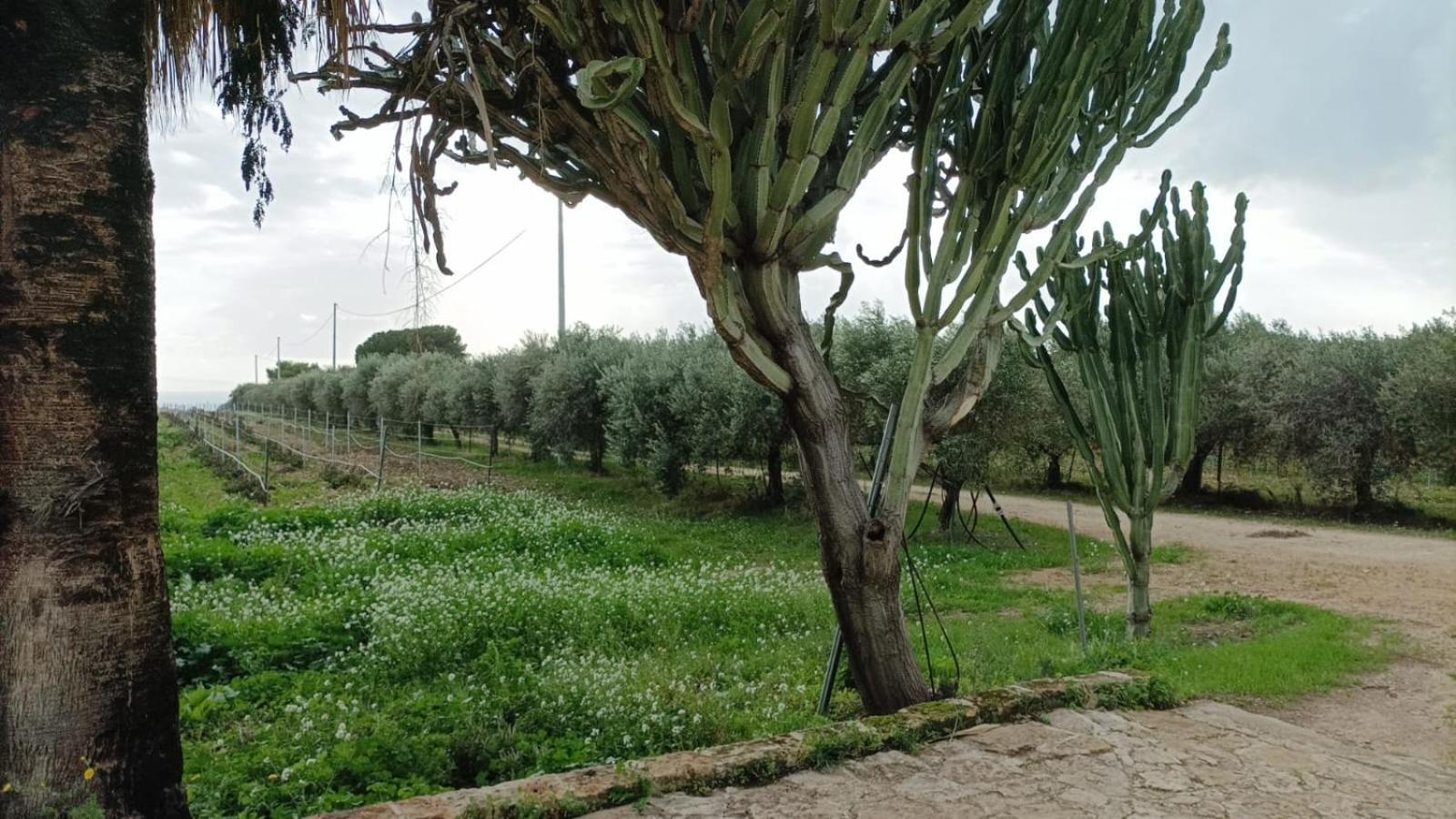 Casa Bouganville Villetta Tra Le Vigne E Il Mare 멘피 외부 사진