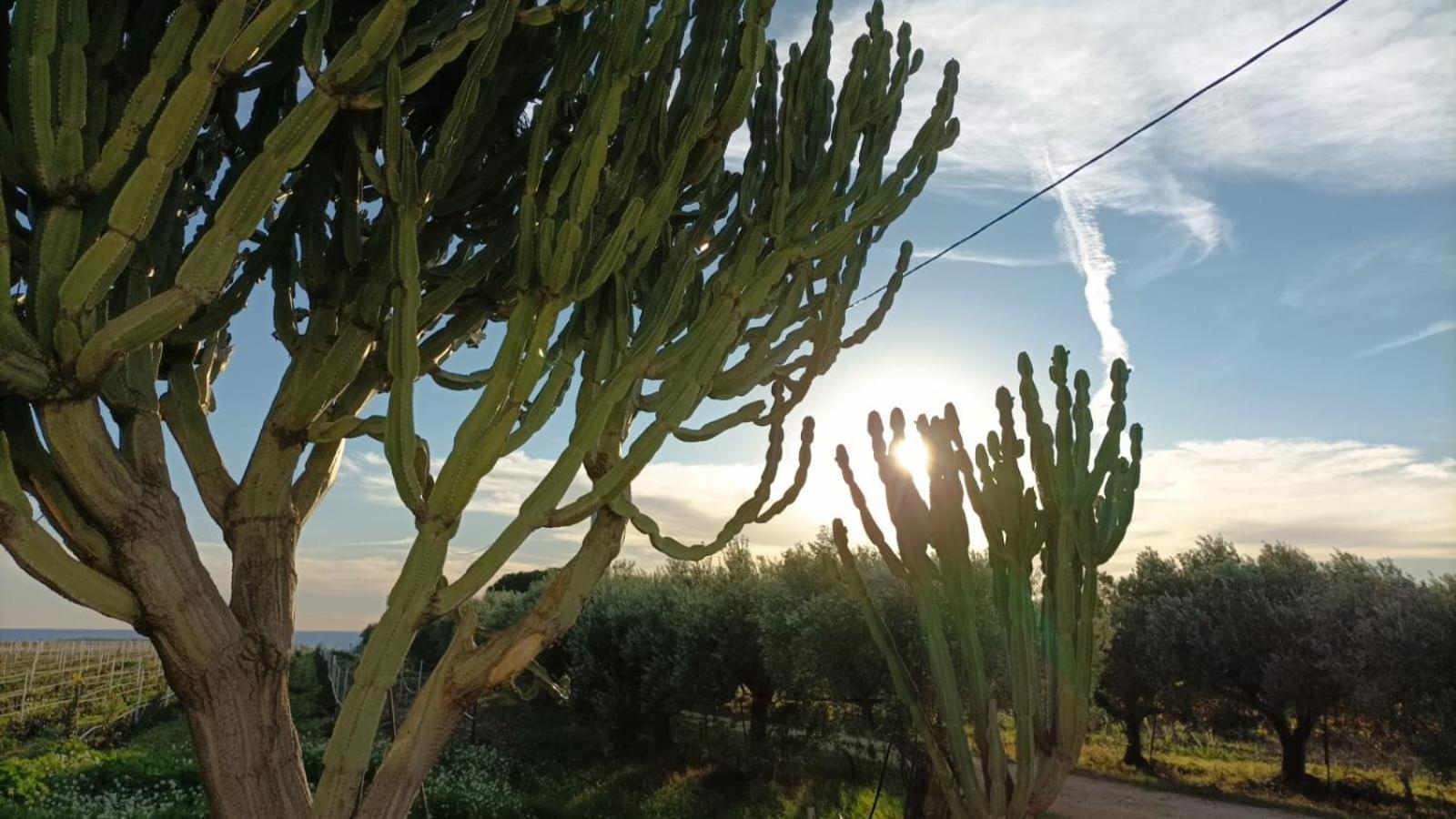 Casa Bouganville Villetta Tra Le Vigne E Il Mare 멘피 외부 사진